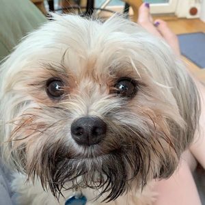 Meet your Posher, Abby